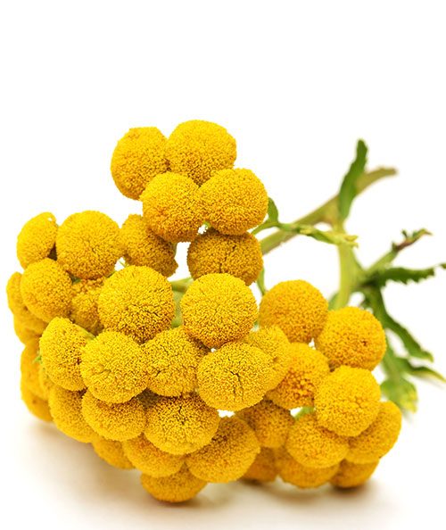 The flower immortelle from Corsica
